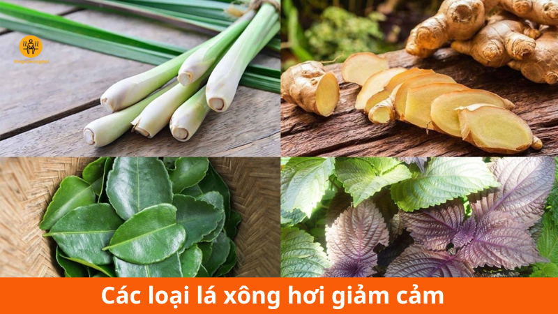 các loại lá xông hơi